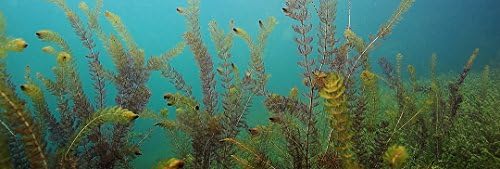 גלאפגוס אקווריום צמחי מים נצמדות רקע, 10.125 x 30